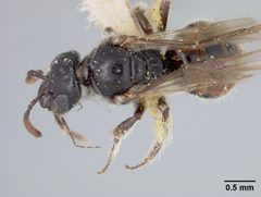 Sphecodosoma pratti by the Smithsonian. Used under a CC0 license.