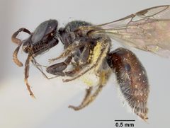 Sphecodosoma pratti by the Smithsonian. Used under a CC0 license.