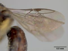 Sphecodosoma pratti by the Smithsonian. Used under a CC0 license.