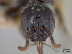 Sphecodosoma pratti by the Smithsonian. Used under a CC0 license.