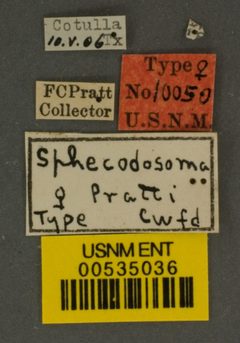 Sphecodosoma pratti by the Smithsonian. Used under a CC0 license.
