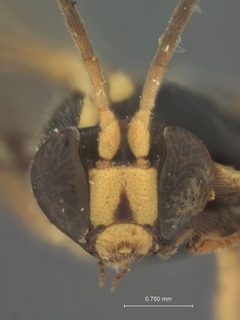 Acropimpla devia by the Smithsonian. Used under a CC0 license.