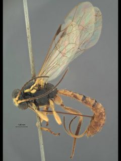 Acropimpla devia by the Smithsonian. Used under a CC0 license.