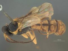 Acropimpla devia by the Smithsonian. Used under a CC0 license.