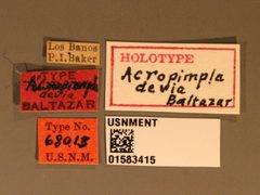 Acropimpla devia by the Smithsonian. Used under a CC0 license.