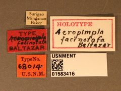 Acropimpla facinotata by the Smithsonian. Used under a CC0 license.
