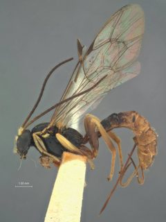 Acropimpla facinotata by the Smithsonian. Used under a CC0 license.