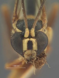 Acropimpla facinotata by the Smithsonian. Used under a CC0 license.