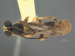 Acropimpla facinotata by the Smithsonian. Used under a CC0 license.