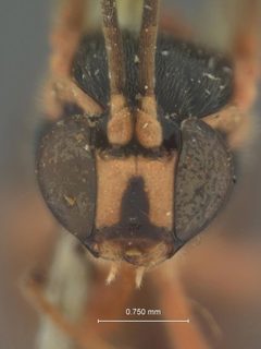 Acropimpla punctata by the Smithsonian. Used under a CC0 license.