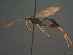 Acroricnus stylator axilaris by the Smithsonian. Used under a CC0 license.