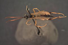 Acroricnus stylator axilaris by the Smithsonian. Used under a CC0 license.