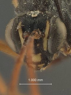 Acroricnus stylator axilaris by the Smithsonian. Used under a CC0 license.