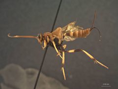 Acroricnus tricolor by the Smithsonian. Used under a CC0 license.