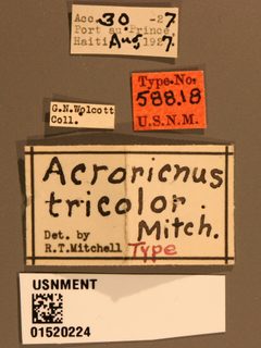 Acroricnus tricolor by the Smithsonian. Used under a CC0 license.