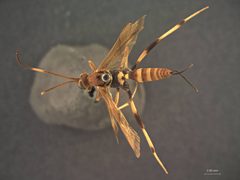 Acroricnus tricolor by the Smithsonian. Used under a CC0 license.
