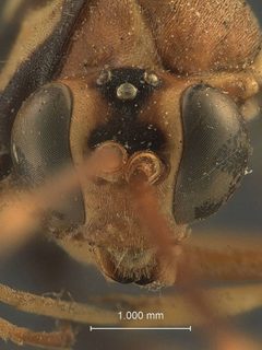 Acroricnus tricolor by the Smithsonian. Used under a CC0 license.