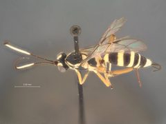 Agrothereutes albicoxis by the Smithsonian. Used under a CC0 license.