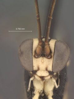 Agrothereutes albicoxis by the Smithsonian. Used under a CC0 license.