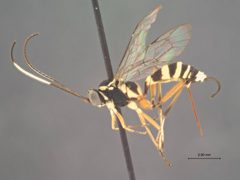Agrothereutes albicoxis by the Smithsonian. Used under a CC0 license.
