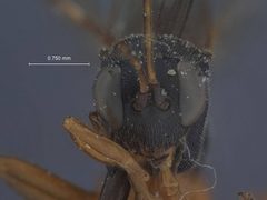 Agrothereutes (Allocryptus) hyslopi by the Smithsonian. Used under a CC0 license.