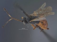 Agrothereutes (Allocryptus) hyslopi by the Smithsonian. Used under a CC0 license.