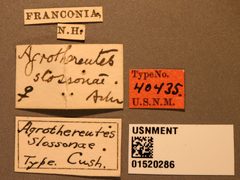 Agrothereutes slossonae by the Smithsonian. Used under a CC0 license.