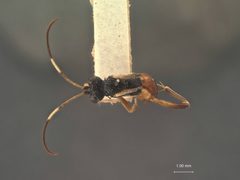 Agrothereutes slossonae by the Smithsonian. Used under a CC0 license.