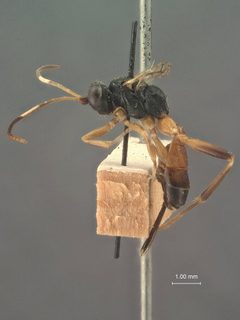 Agrothereutes slossonae by the Smithsonian. Used under a CC0 license.
