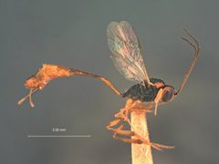 Agrypon paediscae by the Smithsonian. Used under a CC0 license.