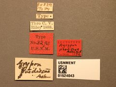 Agrypon paediscae by the Smithsonian. Used under a CC0 license.