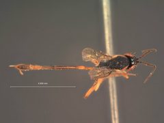 Agrypon paediscae by the Smithsonian. Used under a CC0 license.