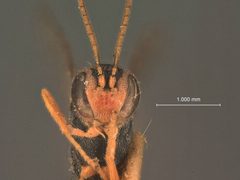 Agrypon paediscae by the Smithsonian. Used under a CC0 license.
