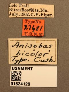 Anisobas bicolor by the Smithsonian. Used under a CC0 license.