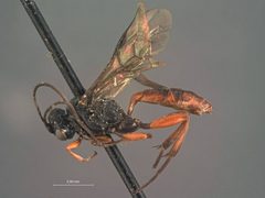 Anisobas bicolor by the Smithsonian. Used under a CC0 license.