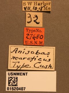 Anisobas nearcticus by the Smithsonian. Used under a CC0 license.