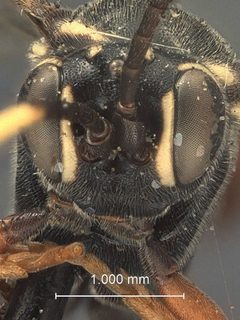 Anisobas nearcticus by the Smithsonian. Used under a CC0 license.