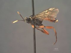 Anisobas nearcticus by the Smithsonian. Used under a CC0 license.