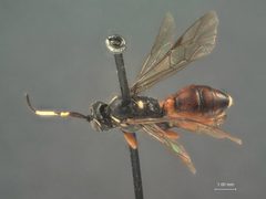 Anisobas nearcticus by the Smithsonian. Used under a CC0 license.