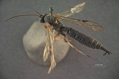 Apechthis orbitalis by the Smithsonian. Used under a CC0 license.