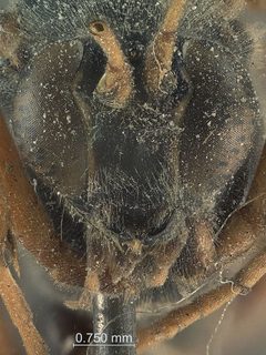 Apechthis orbitalis by the Smithsonian. Used under a CC0 license.