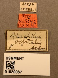 Apechthis orbitalis by the Smithsonian. Used under a CC0 license.