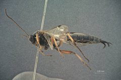 Apechthis orbitalis by the Smithsonian. Used under a CC0 license.