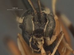 Apechthis pacificus by the Smithsonian. Used under a CC0 license.