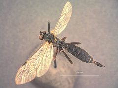 Apechthis sapporoensis by the Smithsonian. Used under a CC0 license.
