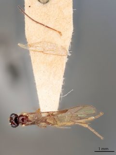 Aperileptus clypeatus by the Smithsonian. Used under a CC0 license.