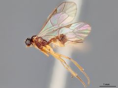 Aperileptus clypeatus by the Smithsonian. Used under a CC0 license.