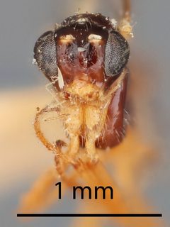 Aperileptus clypeatus by the Smithsonian. Used under a CC0 license.