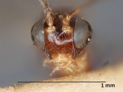 Aperileptus delicatus by the Smithsonian. Used under a CC0 license.