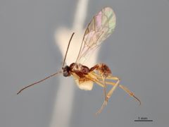 Aperileptus delicatus by the Smithsonian. Used under a CC0 license.